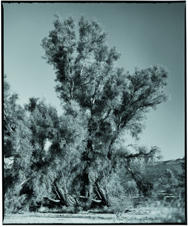 Joshua Tree National Monument, CA, Black and White photo of a Joshua Tree by Steve Landis